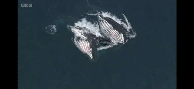 Humpback whale (Megaptera novaeangliae) as shown in Frozen Planet - Summer